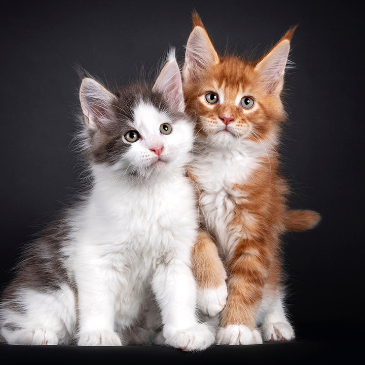 Maine Coon Kitten Paar