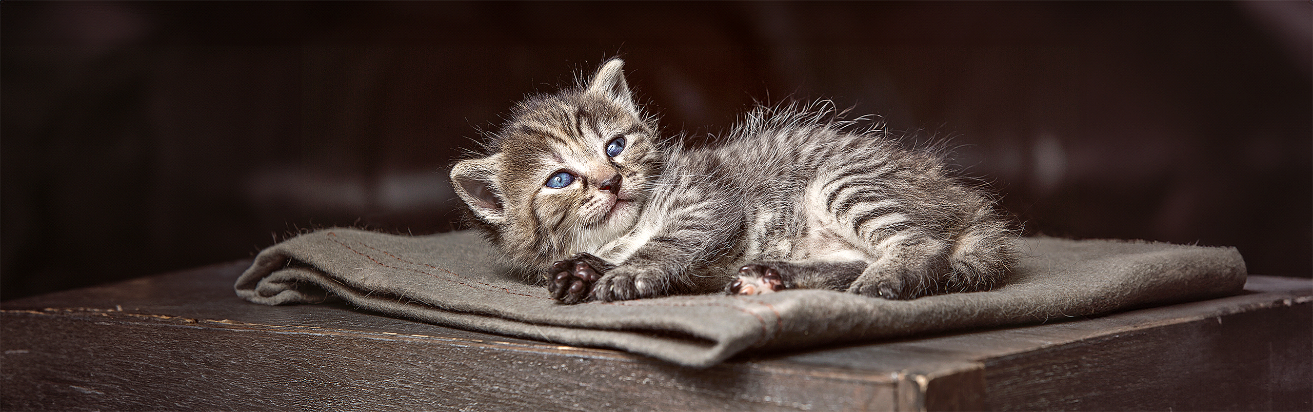 Maine Coon Kitten